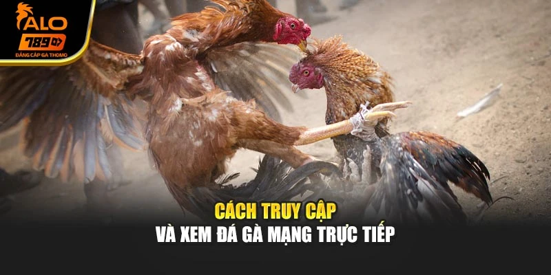 Cách truy cập và xem đá gà mạng trực tiếp