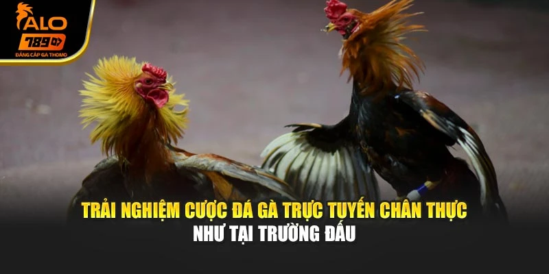 Trải nghiệm cược đá gà trực tuyến chân thực như tại trường đấu