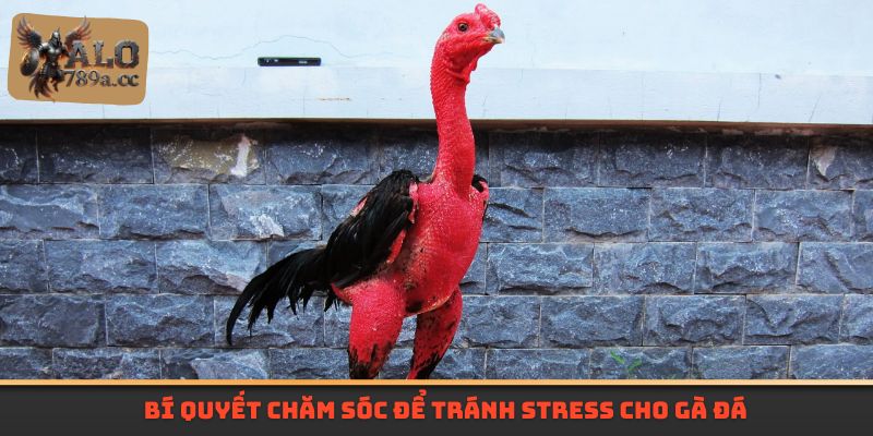 Bí quyết chăm sóc để tránh stress cho gà đá