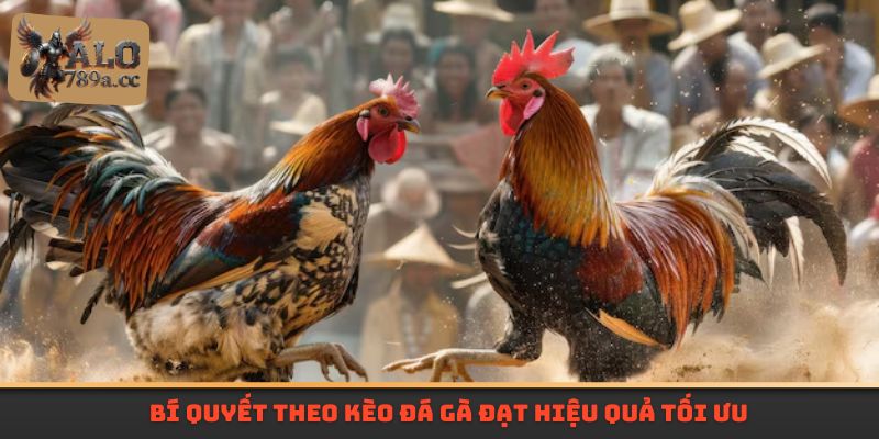 Bí quyết theo kèo đá gà đạt hiệu quả tối ưu