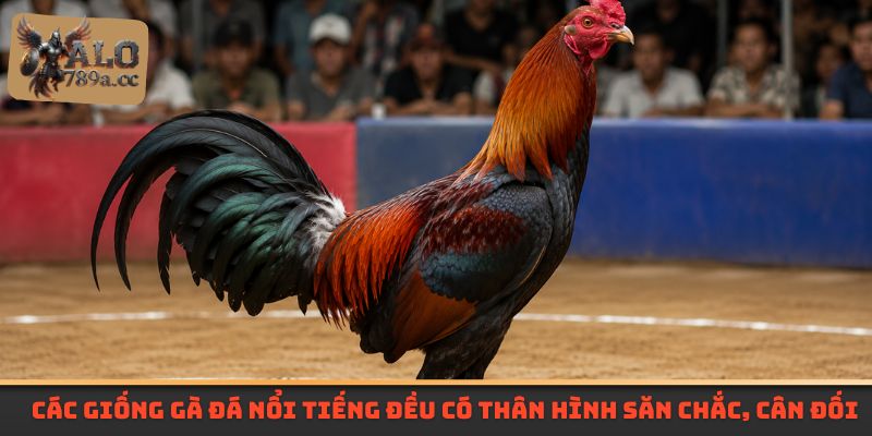 Các giống gà đá nổi tiếng đều có thân hình săn chắc, cân đối