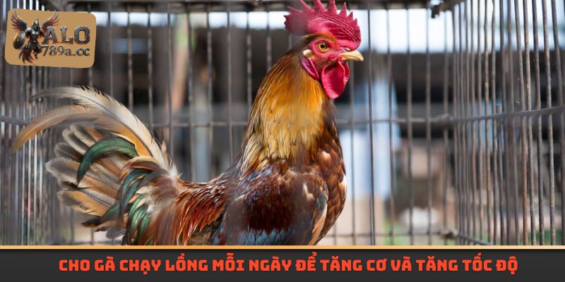 Cho gà chạy lồng mỗi ngày để tăng cơ và tăng tốc độ