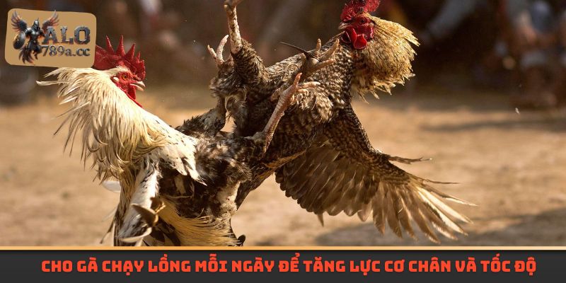 Cho gà chạy lồng mỗi ngày để tăng lực cơ chân và tốc độ