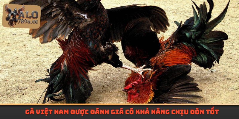 Gà Việt Nam được đánh giá có khả năng chịu đòn tốt