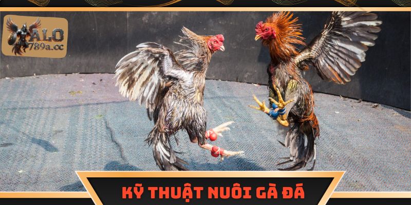 Kỹ thuật nuôi gà đá