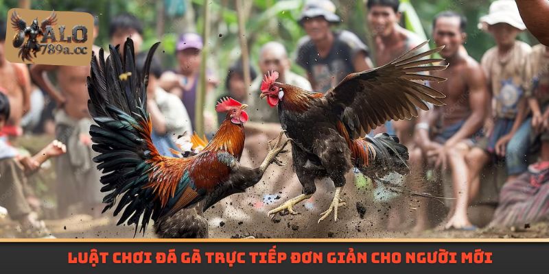 Luật chơi đá gà trực tiếp đơn giản cho người mới