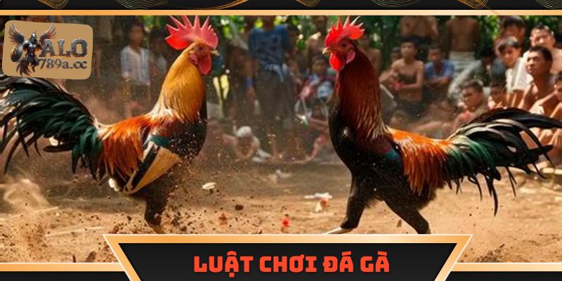 Luật chơi đá gà