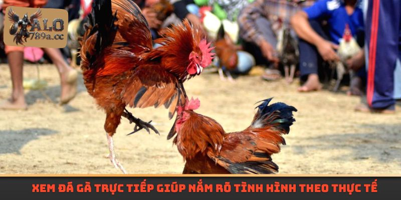 Xem đá gà trực tiếp giúp người chơi nắm tình hình theo thực tế