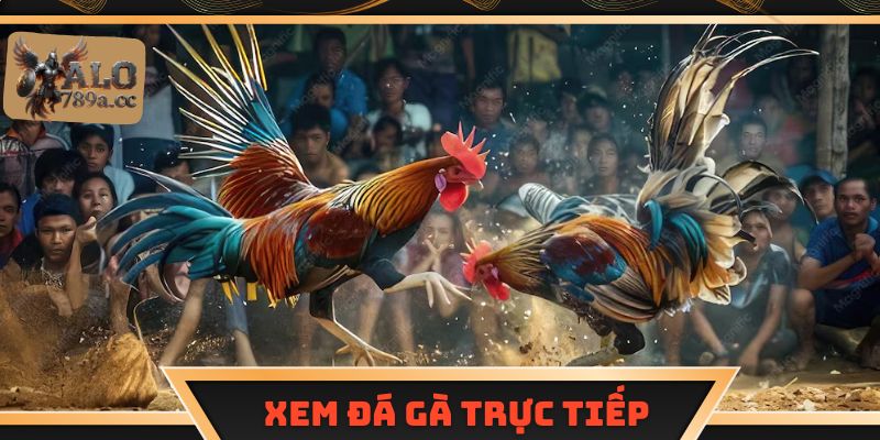 Xem đá gà trực tiếp